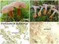 Hortiboletus bubalinus-amf2241